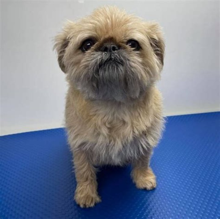 Will a pug and shih tzu mix shed?
