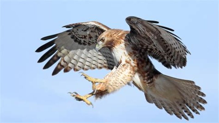 Will a red tailed hawk attack a chicken?
