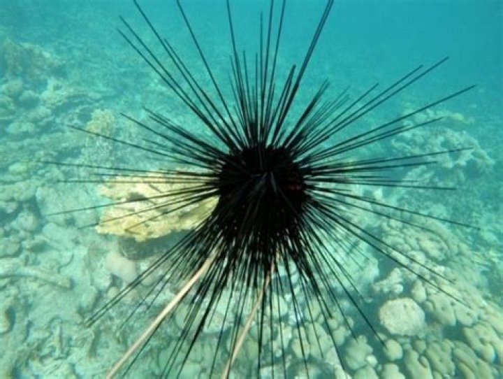 Will a sea urchins spines grow back?