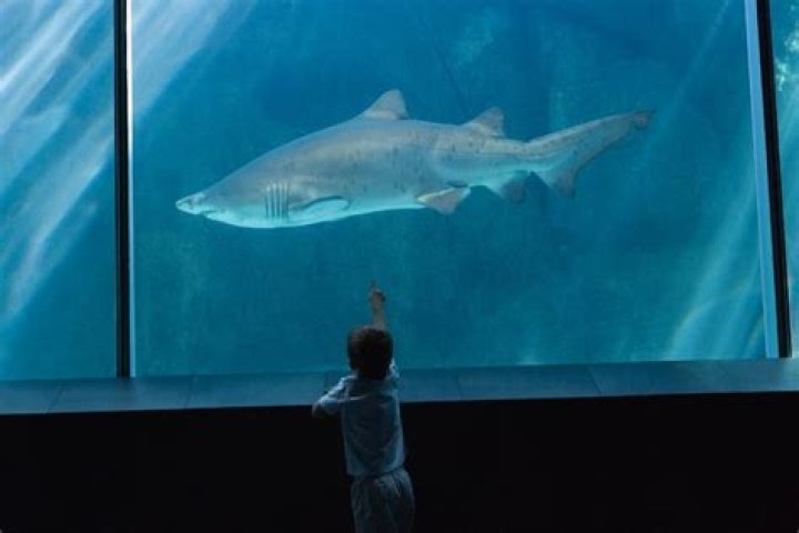 Will a shark grow in a fish tank?