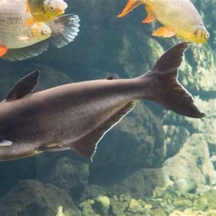 Will a shark outgrow its environment?