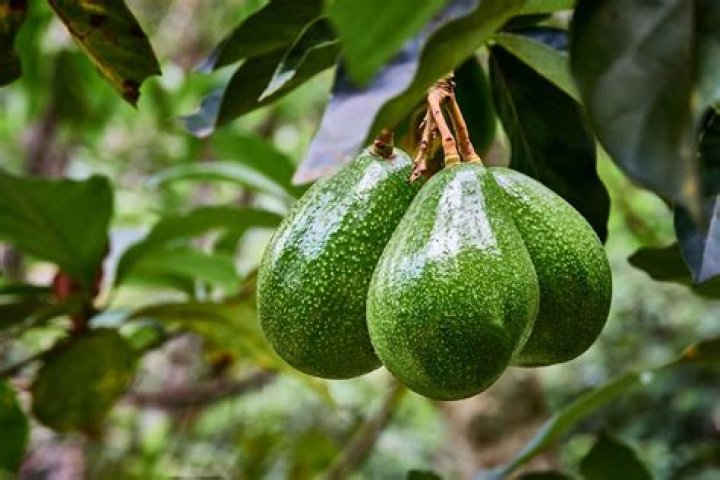 Will a single avocado tree produce fruit?