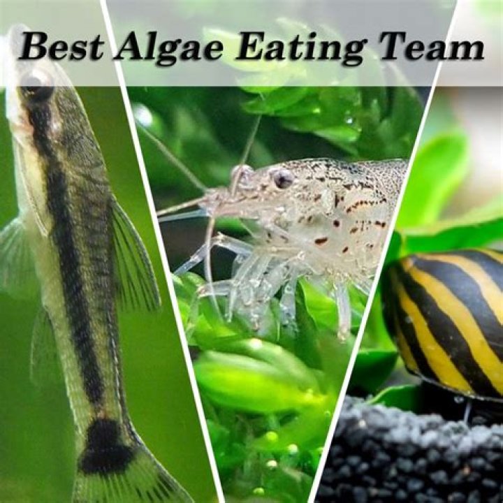 Will algae eaters eat fish food?