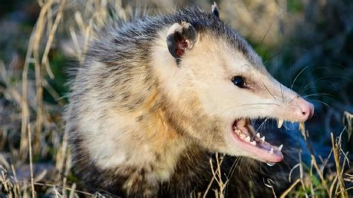 Will an opossum attack a human?