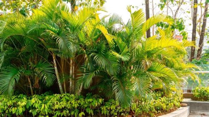 Will areca palms grow in a pot?