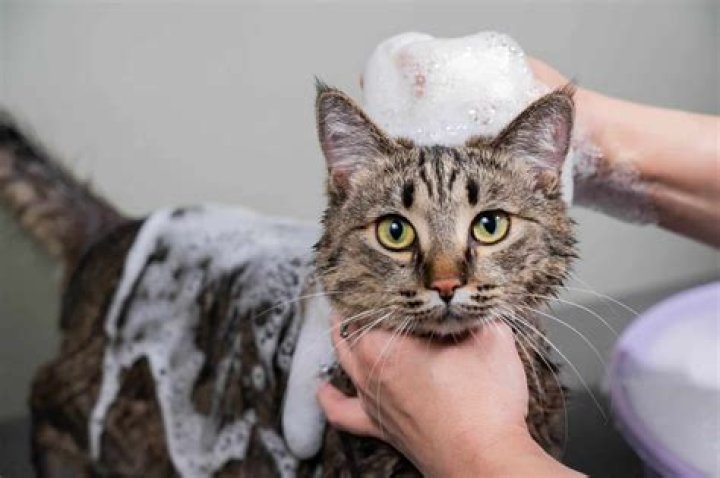 Will bathing my cat get rid of mats?