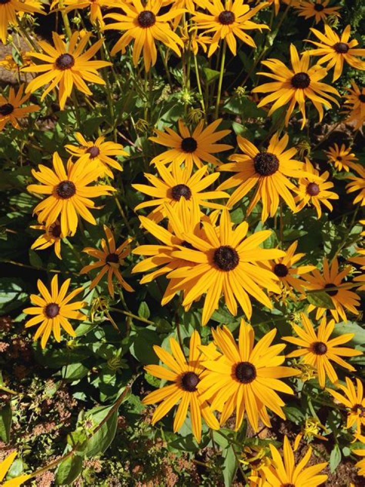 Will black eyed susans bloom the first year?