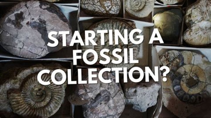 Will blathers buy fossils?
