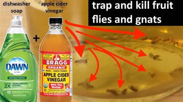 Will bleach kill fruit flies?