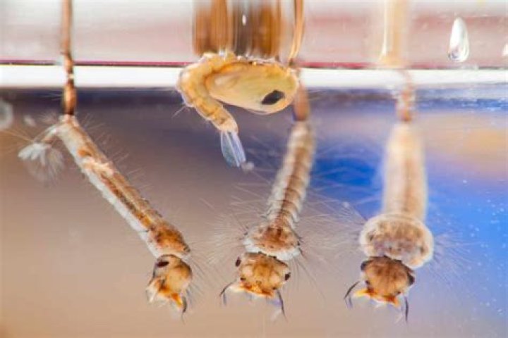 Will bleach kill mosquito larvae?