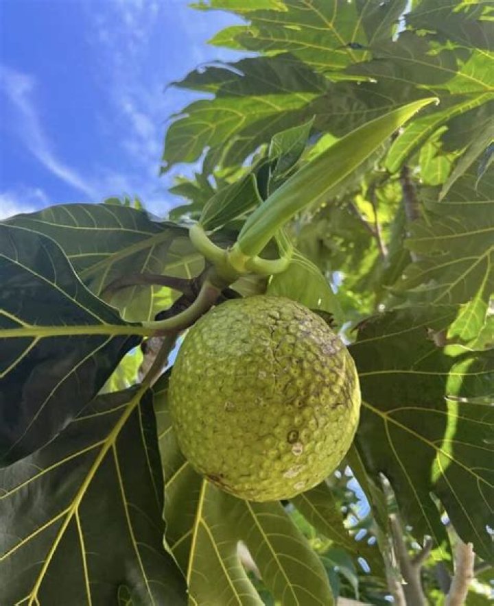 Will breadfruit grow in florida?