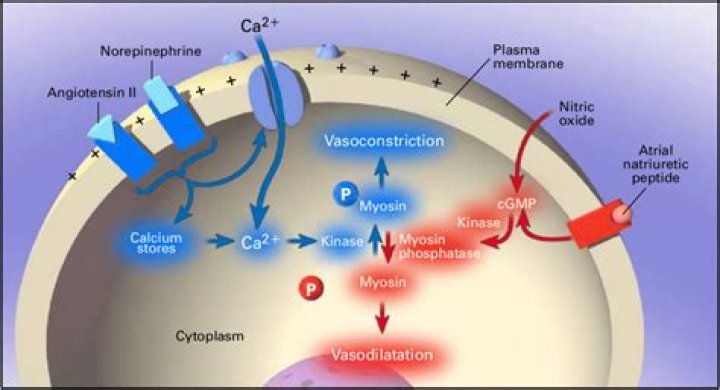 Will carbon dioxide cause vasodilation?