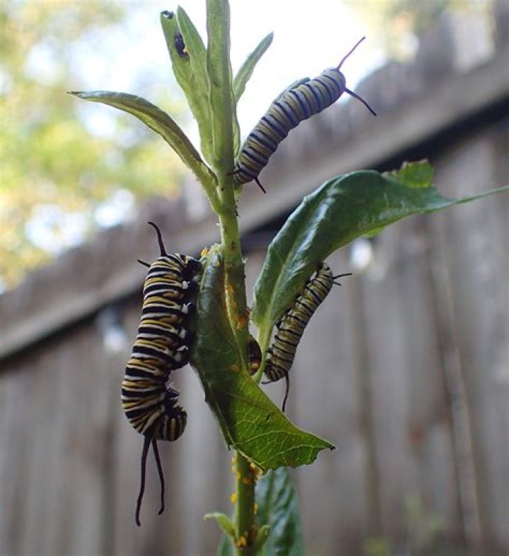 Will caterpillars eat any leaves?