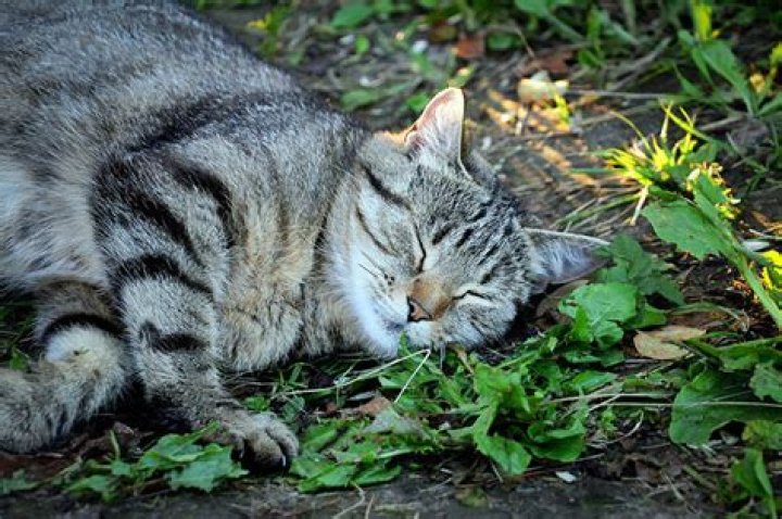 Will catnip help a stressed cat?