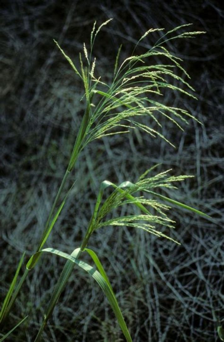 Will cattle eat fall panicum?
