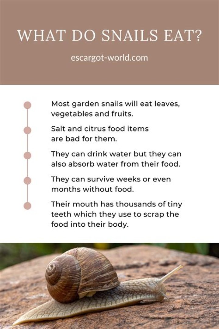 Will centipede eat snail?