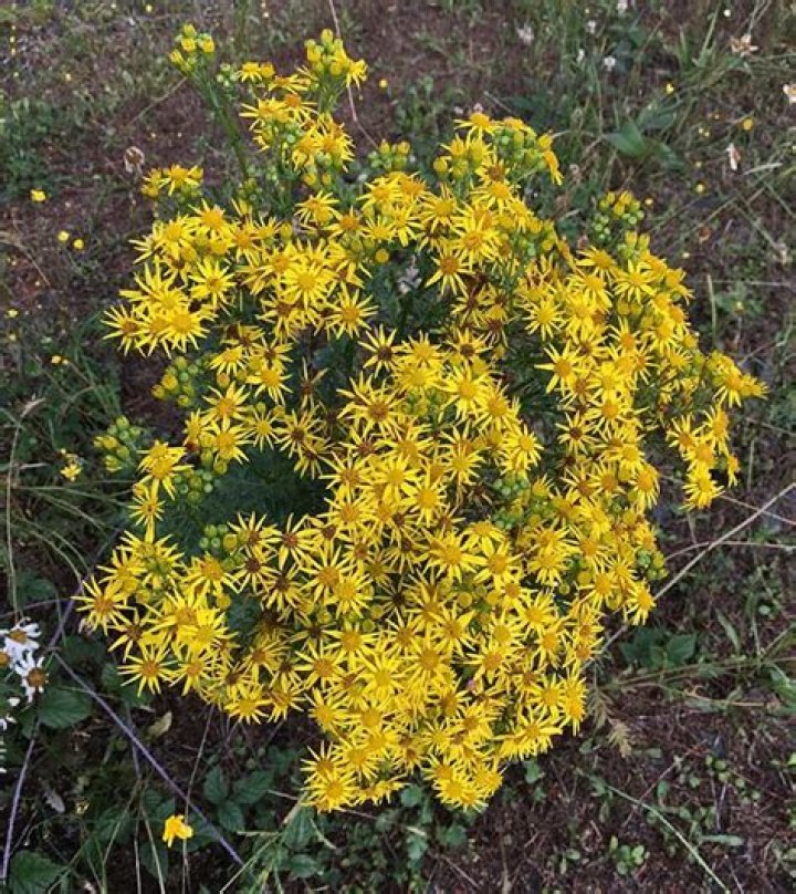 Will crossbow kill tansy ragwort?