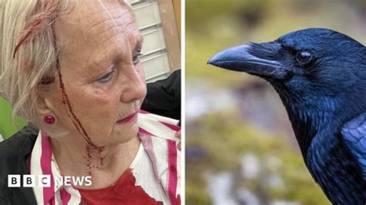 Will crows attack humans?