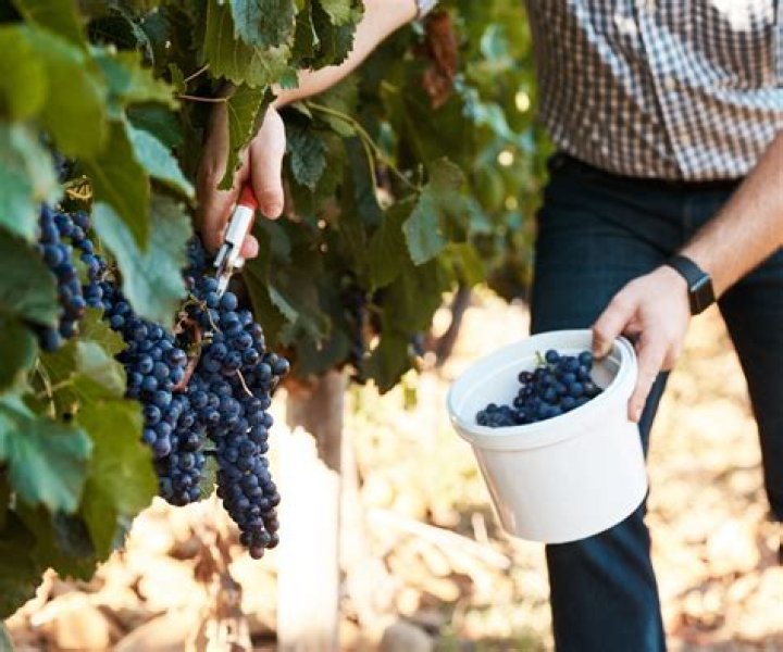Will currants ripen after picking?