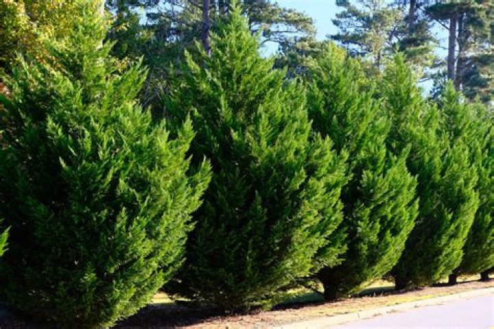 Will cypress trees grow in shade?