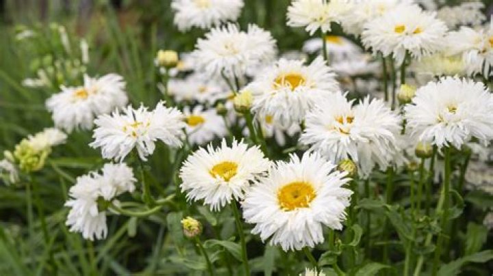 Will daisies grow in shade?