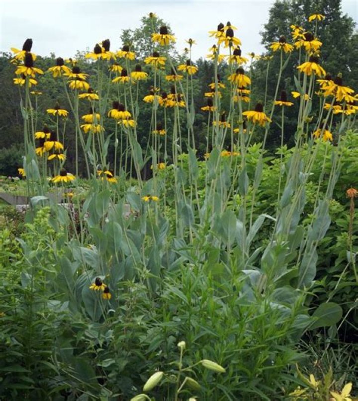 Will deer eat acanthus mollis?