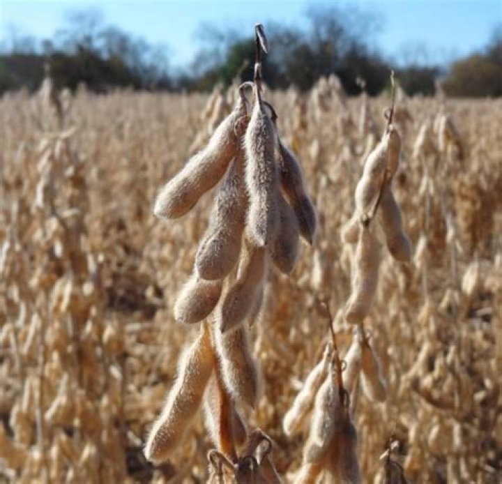Will deer eat bean plants?