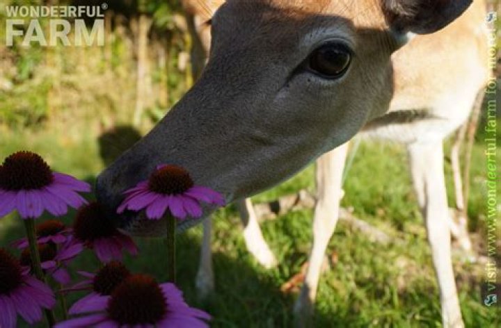 Will deer eat periwinkle?