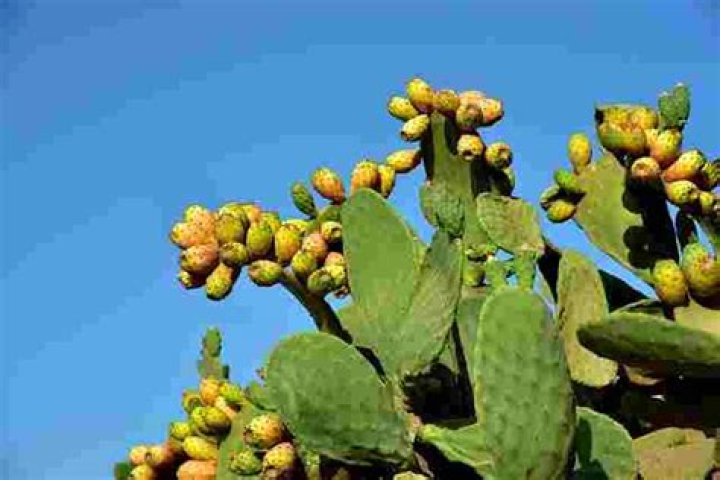 Will diesel kill prickly pear cactus?
