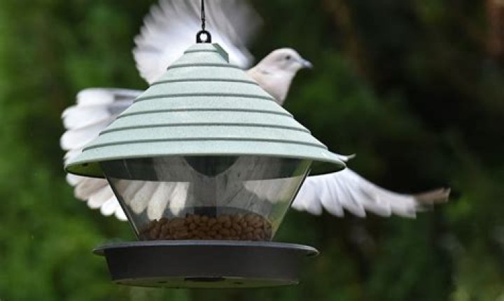 Will doves eat from a bird feeder?