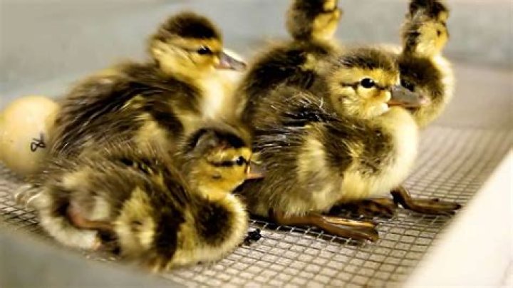 Will ducklings kill each other?