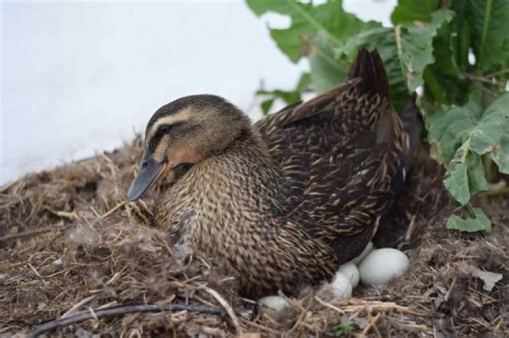 Will ducks incubate their own eggs?