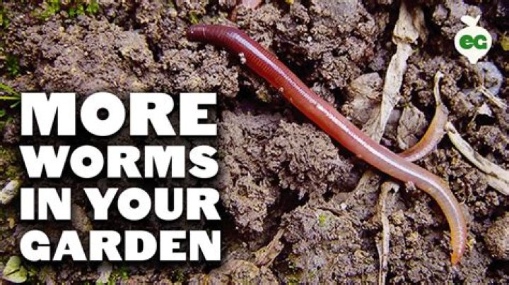 Will earthworms hurt my garden?