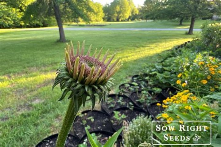 Will echinacea bloom the first year?