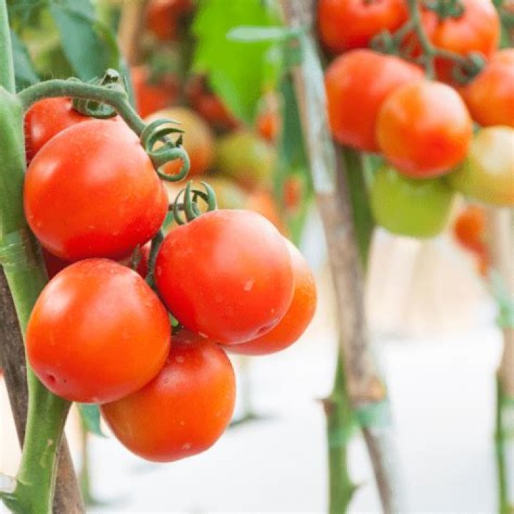 Will epsom salt kill tomato plants?