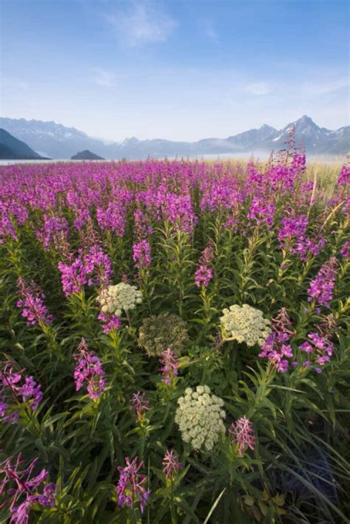 Will fireweed grow in oklahoma?