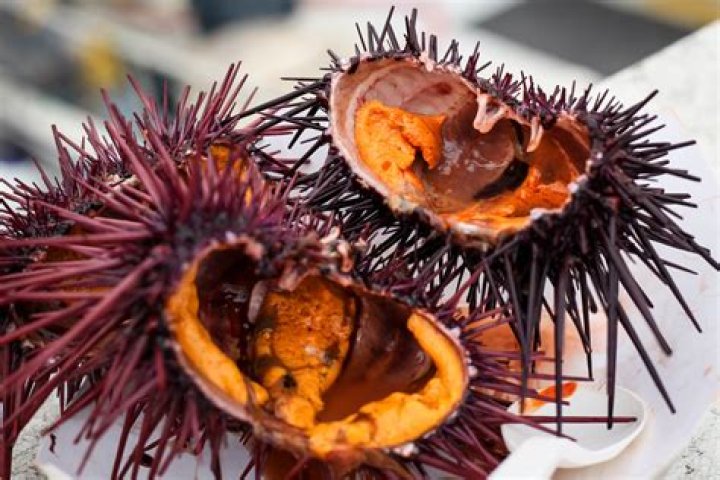 Will fish eat sea urchin?