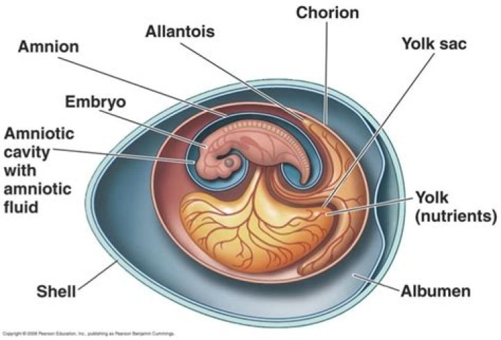 Will form the chorion?
