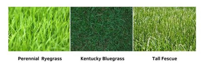 Will frost kill newly seeded grass?