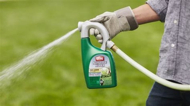 Will fusilade kill st augustine?