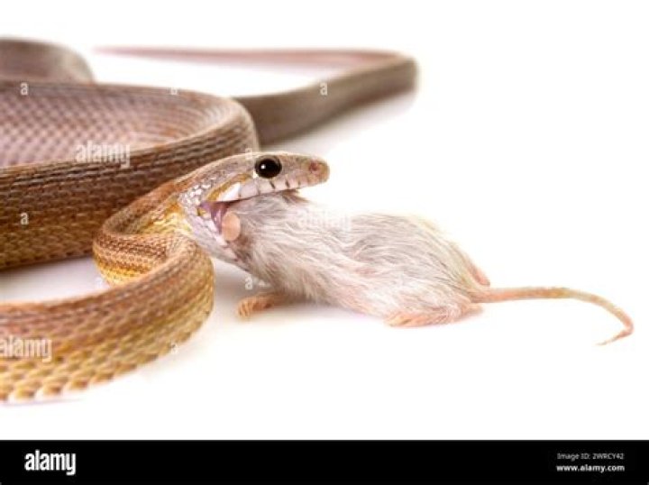 Will garter snakes eat mice?