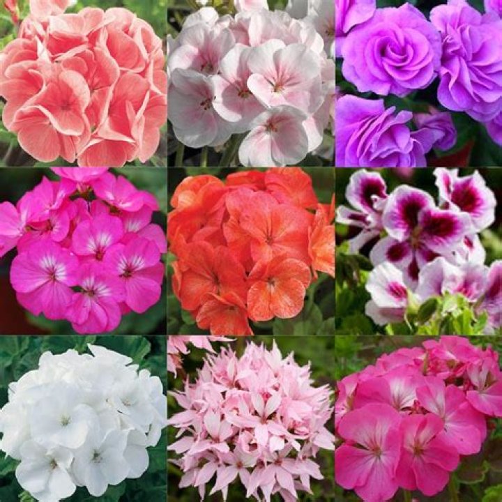 Will geraniums grow in shade?