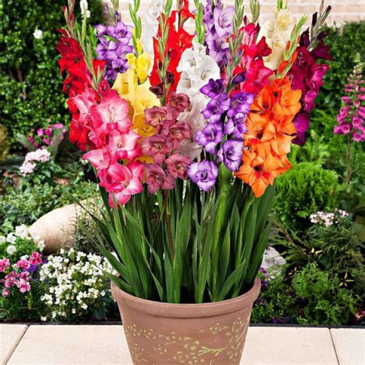 Will gladiolus grow in pots?