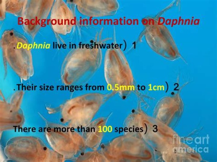 Will goldfish eat daphnia?