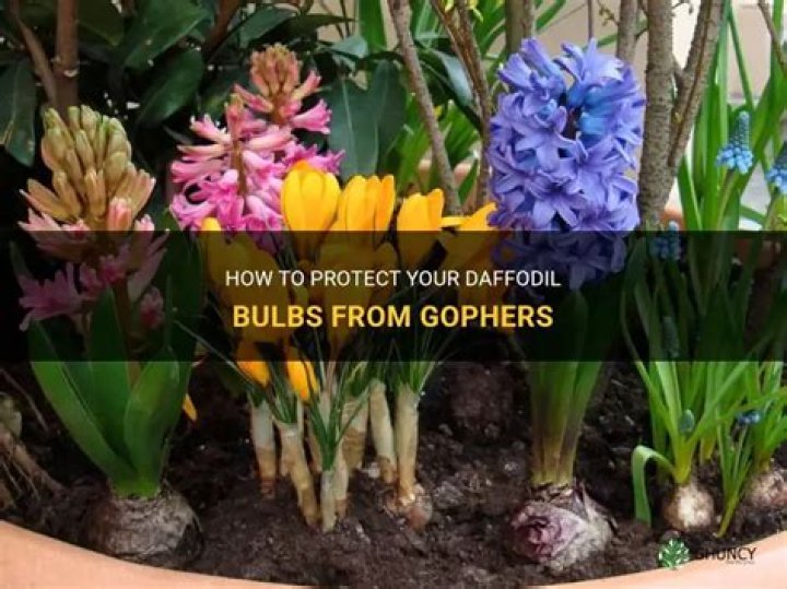 Will gophers eat daffodil bulbs?