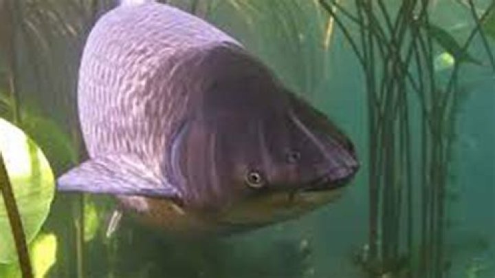 Will grass carp eat other fish?