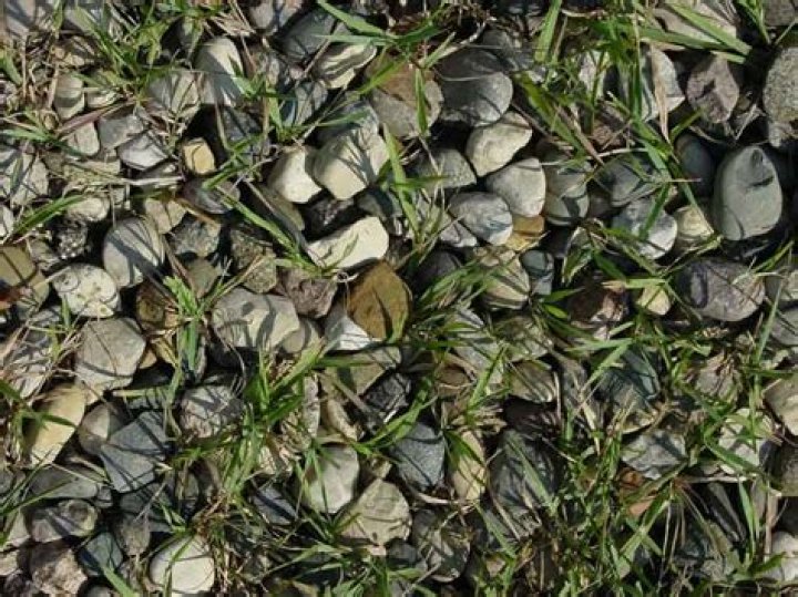 Will grass grow through pea gravel?