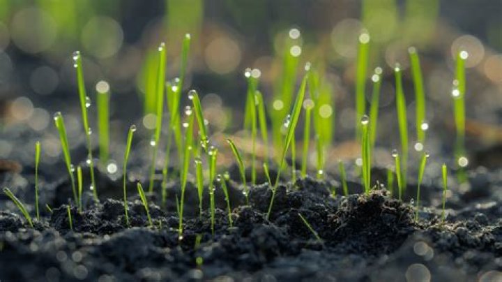 Will grass seed germinate without watering?