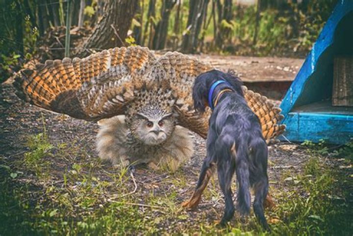 Will great horned owls attack humans?