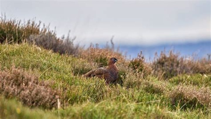 Will grouse shooting be banned?